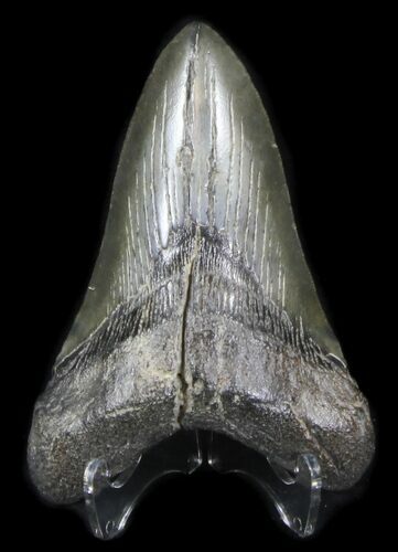 Lower Megalodon Tooth - South Carolina #31607
